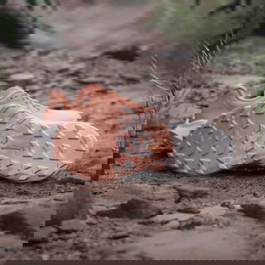 Sneakers og sko adidas Performance Terrex Agravic 3 Trail Running Orange | IG6582, 2