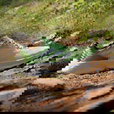 Sneakers og sko adidas Performance adidas TERREX Boty TERREX Soulstride Flow Trail Running Grøn | IG8026, 3