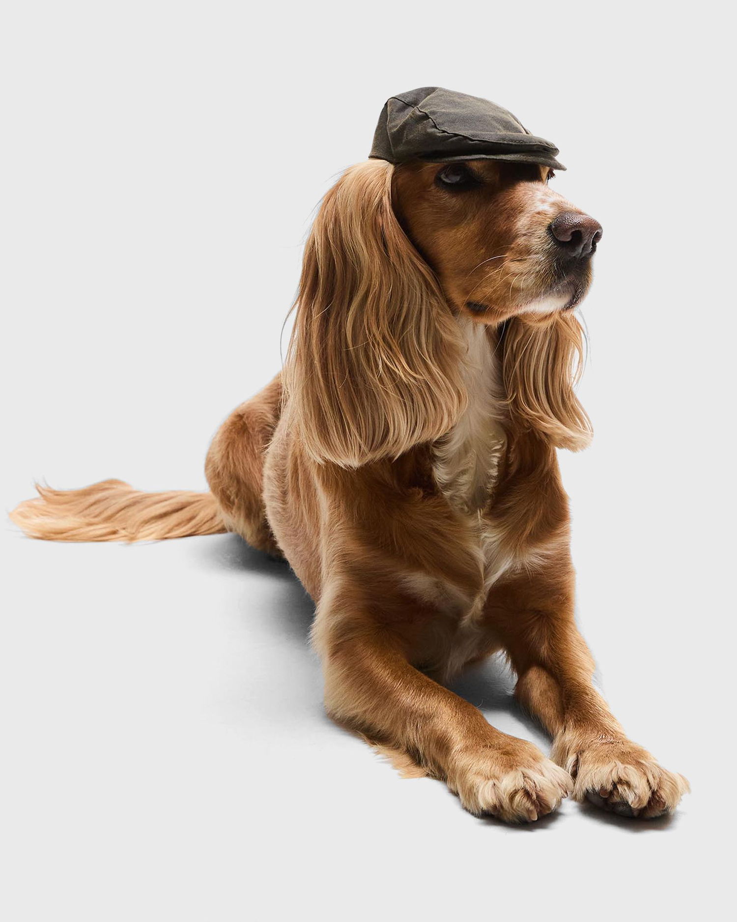 Kasket Barbour Dog Wax Flat Cap Grøn | DAC0116OL71, 1
