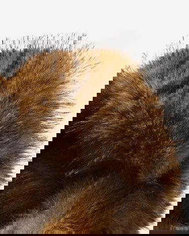 Hat GUESS Chunky Fur Hat Flerfarvet | M5BZ05W2701 FJ06, 7