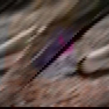 Sneakers og sko adidas Performance Terrex Soulstride Flow Lilla | IH3446, 1